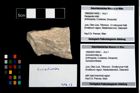 Foto (Objekt + Etikett) von Goniodromites sp.  (NHMW-GEO-1990-0041-4402)